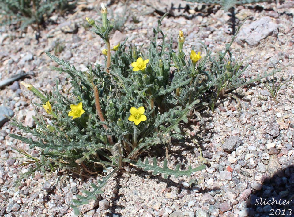 Yellowcomet, Yellow Blazing Star, Yellow, Comet: Mentzelia affinis