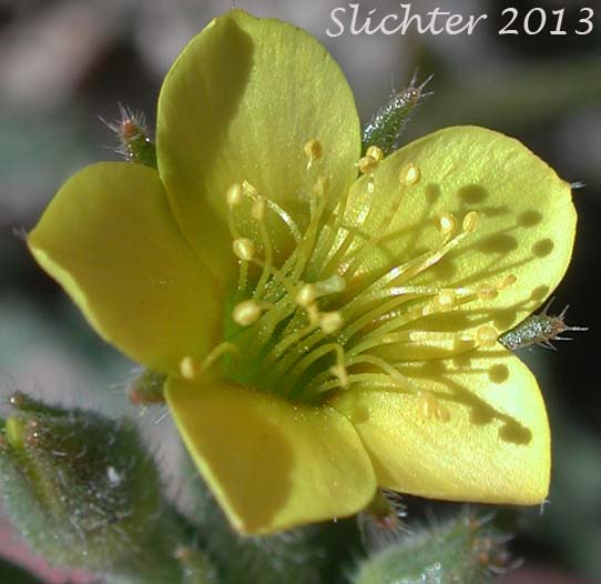 Flower of Yellowcomet, Yellow Blazing Star, Yellow, Comet: Mentzelia affinis