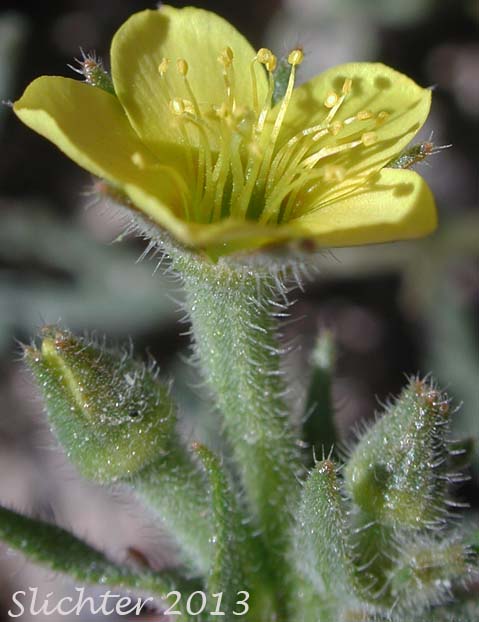 Calyx and petals of Yellowcomet, Yellow Blazing Star, Yellow, Comet: Mentzelia affinis