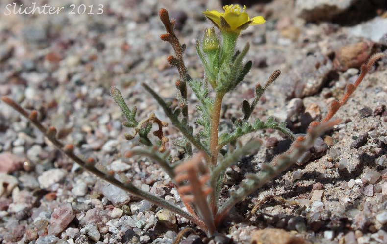 Yellowcomet, Yellow Blazing Star, Yellow, Comet: Mentzelia affinis