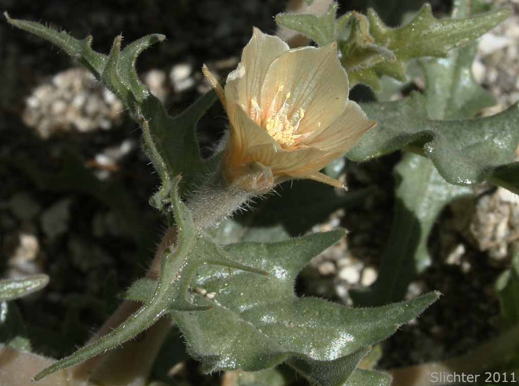 Hairy Blazingstar, Hairy Stickleaf: Mentzelia hirsutissima (Synonym: Mentzelia hirsutissima var. stenophylla)