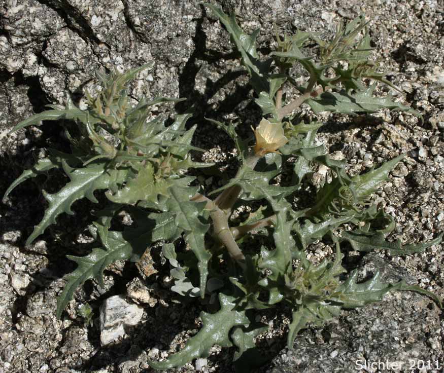 Hairy Blazingstar, Hairy Stickleaf: Mentzelia hirsutissima (Synonym: Mentzelia hirsutissima var. stenophylla)