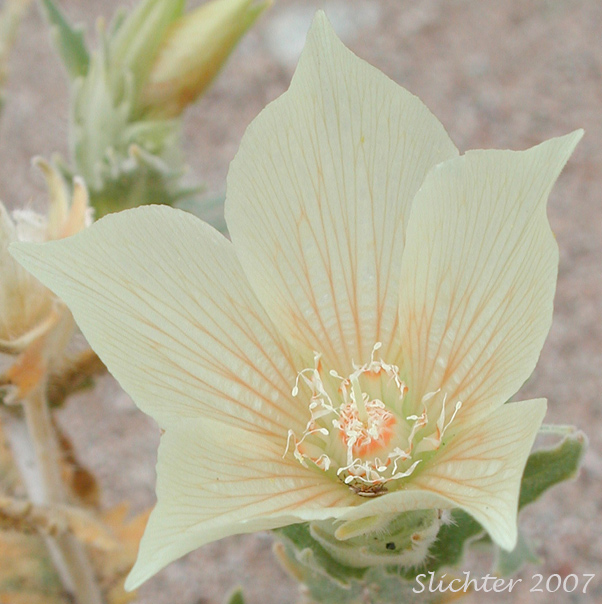 Whitebract Blazingstar, Bracted Blazing Star, Sand Blazing Star: Mentzelia involucrata var. involucrata