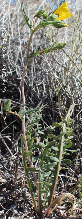 Jones' Blazingstar, Jones' Blazing Star: Mentzelia jonesii (Synonyms: Mentzelia nitens var. jonesii, Mentzelia nitens var. leptocaulis)