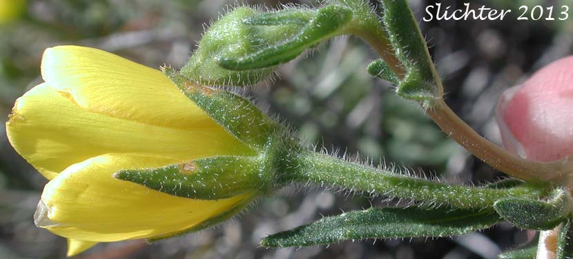 Flower of Jones' Blazingstar, Jones' Blazing Star: Mentzelia jonesii (Synonyms: Mentzelia nitens var. jonesii, Mentzelia nitens var. leptocaulis)