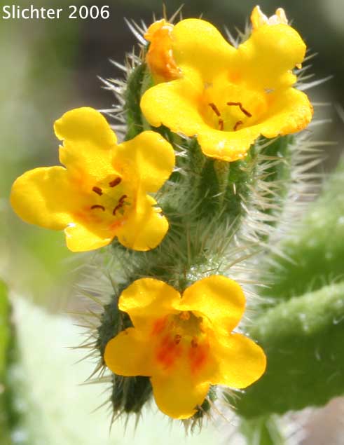 Common Fiddleneck: Amsinckia intermedia (Synonyms: Amsinckia intermedia var. echinata, Amsinckia menziesii var. intermedia)