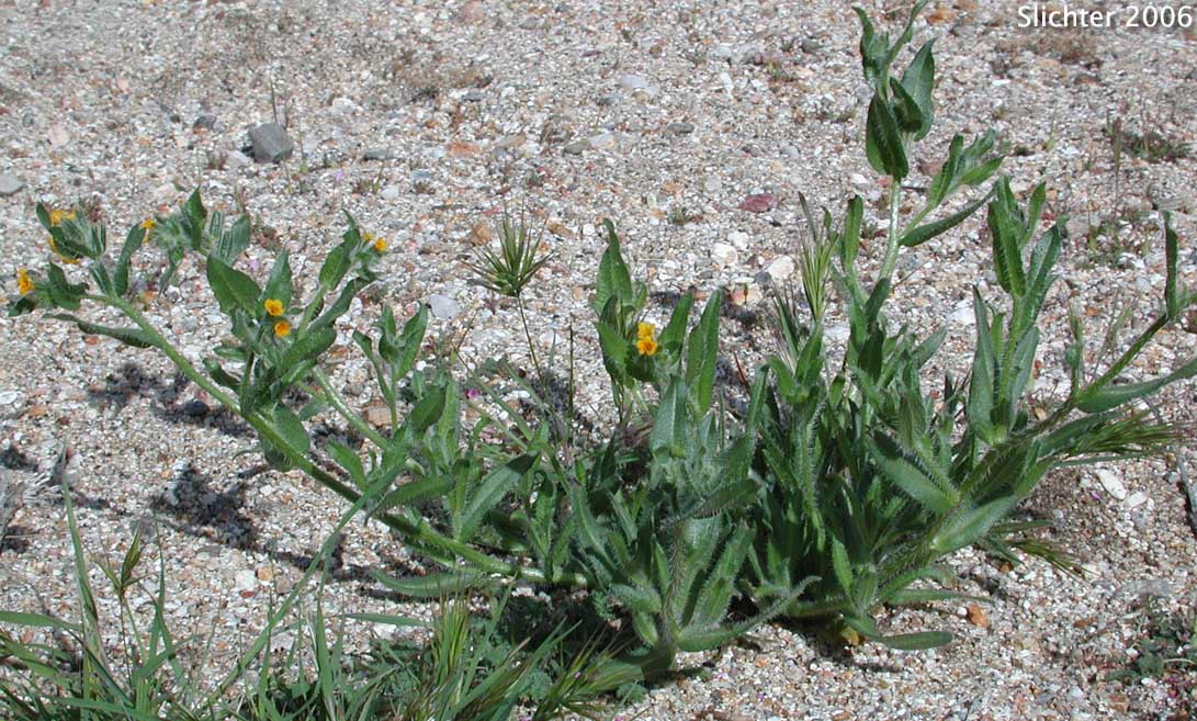 Common Fiddleneck: Amsinckia intermedia (Synonyms: Amsinckia intermedia var. echinata, Amsinckia menziesii var. intermedia)