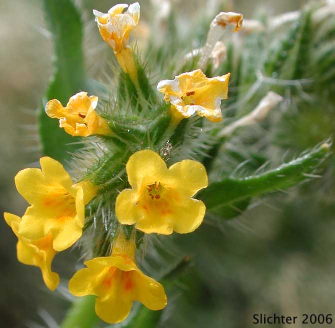 Common Fiddleneck: Amsinckia intermedia (Synonyms: Amsinckia intermedia var. echinata, Amsinckia menziesii var. intermedia)
