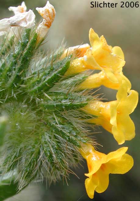 Common Fiddleneck: Amsinckia intermedia (Synonyms: Amsinckia intermedia var. echinata, Amsinckia menziesii var. intermedia)