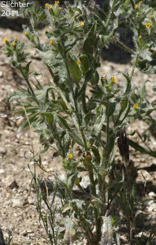 Common Fiddleneck, Small-flowered Fiddleneck: Amsinckia menziesii (Synonyms: Amsinckia menziesii var. menziesii, Amsinckia micrantha)