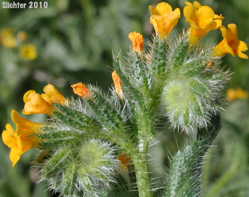 Common Fiddleneck, Small-flowered Fiddleneck: Amsinckia menziesii (Synonyms: Amsinckia menziesii var. menziesii, Amsinckia micrantha)