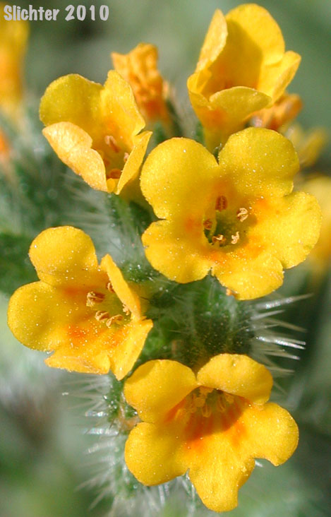 Common Fiddleneck, Small-flowered Fiddleneck: Amsinckia menziesii (Synonyms: Amsinckia menziesii var. menziesii, Amsinckia micrantha)
