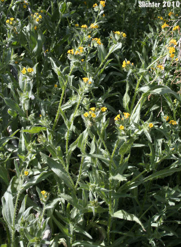 Common Fiddleneck, Small-flowered Fiddleneck: Amsinckia menziesii (Synonyms: Amsinckia menziesii var. menziesii, Amsinckia micrantha)
