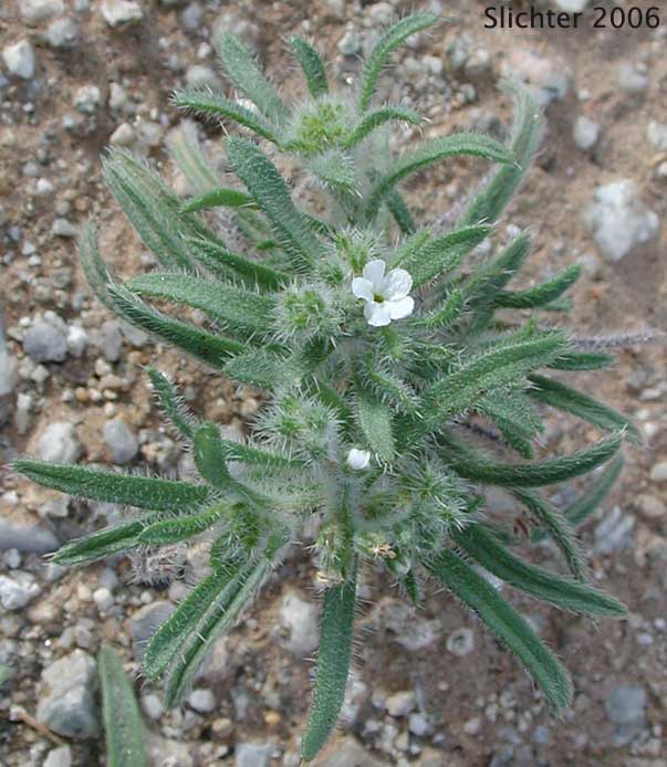 Narrow-leaved Cryptantha, Narrow-leaved Forget-me-not, Panamint Cryptantha: Cryptantha angustifolia