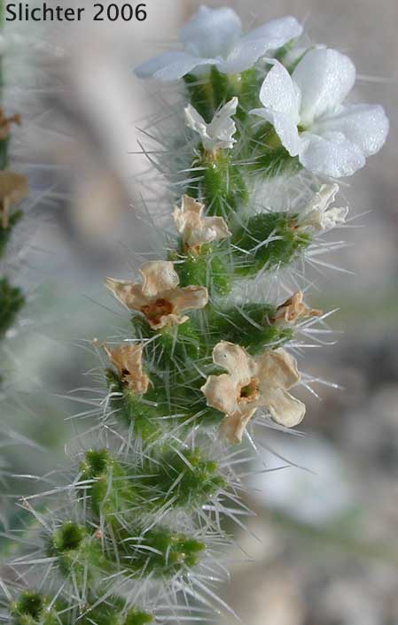 Narrow-leaved Cryptantha, Narrow-leaved Forget-me-not, Panamint Cryptantha: Cryptantha angustifolia