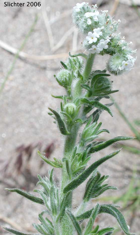 Bearded Cryptantha: Cryptantha barbigera var. barbigera