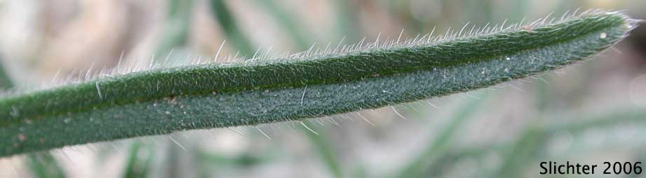 Stem leaf of Bearded Cryptantha: Cryptantha barbigera var. barbigera