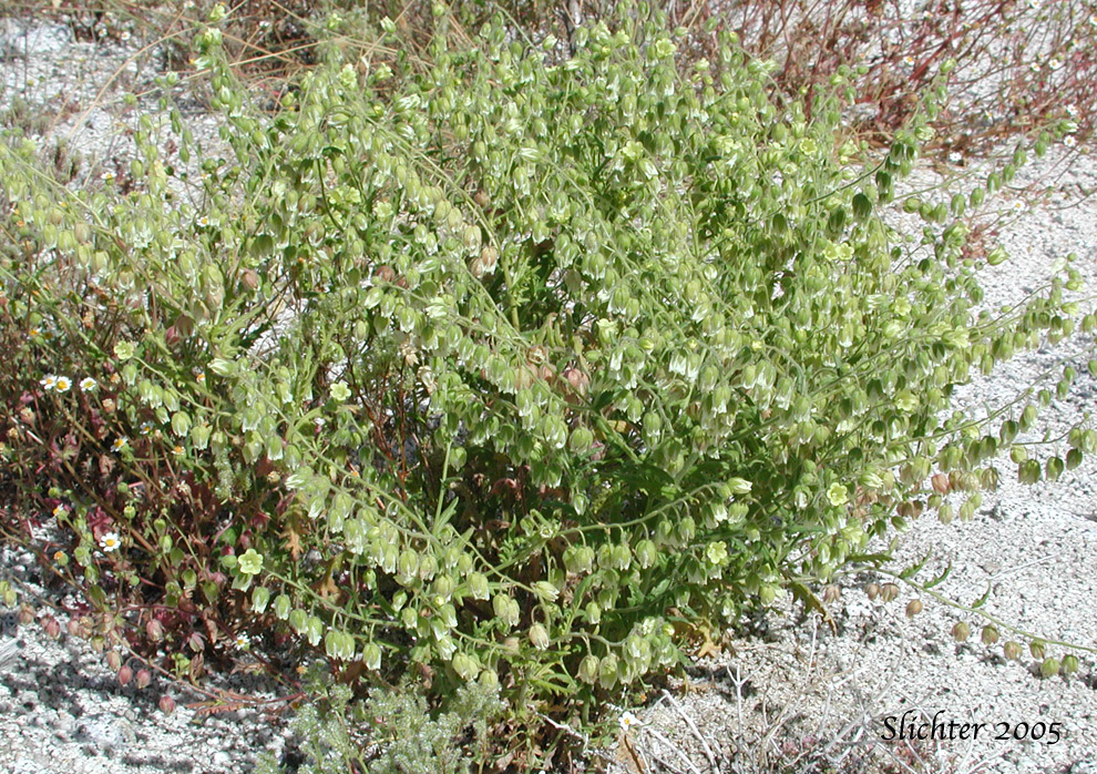 Whisperingbells, Whispering Bells: Emmenanthe penduliflora var. penduliflora