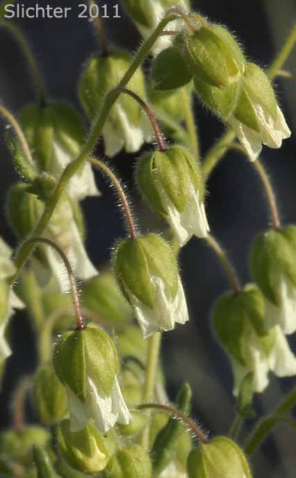 Whisperingbells, Whispering Bells: Emmenanthe penduliflora var. penduliflora