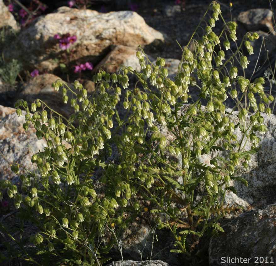 Whisperingbells, Whispering Bells: Emmenanthe penduliflora var. penduliflora