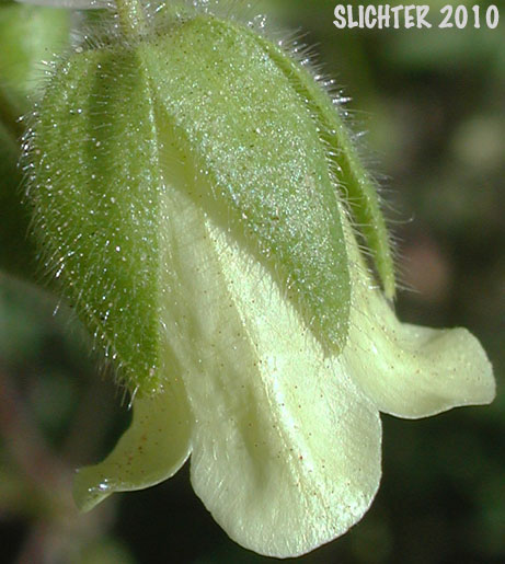 Flower of Whisperingbells, Whispering Bells: Emmenanthe penduliflora var. penduliflora