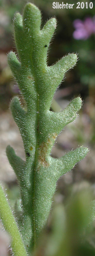 Leaf of Whisperingbells, Whispering Bells: Emmenanthe penduliflora var. penduliflora