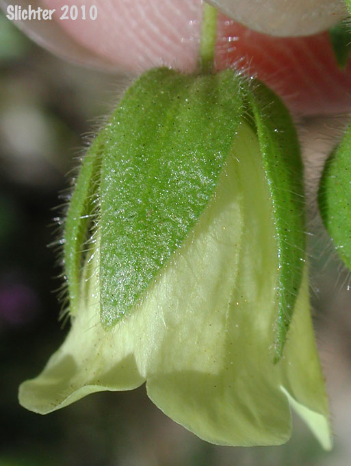 Flower of Whisperingbells, Whispering Bells: Emmenanthe penduliflora var. penduliflora