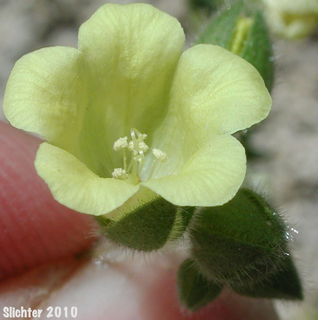Whisperingbells, Whispering Bells: Emmenanthe penduliflora var. penduliflora