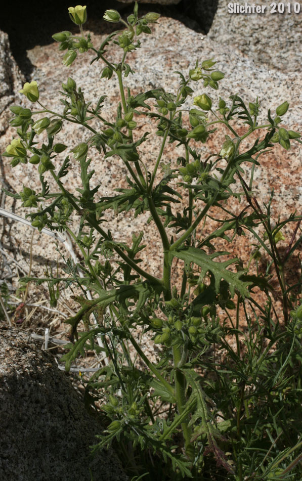 Whisperingbells, Whispering Bells: Emmenanthe penduliflora var. penduliflora