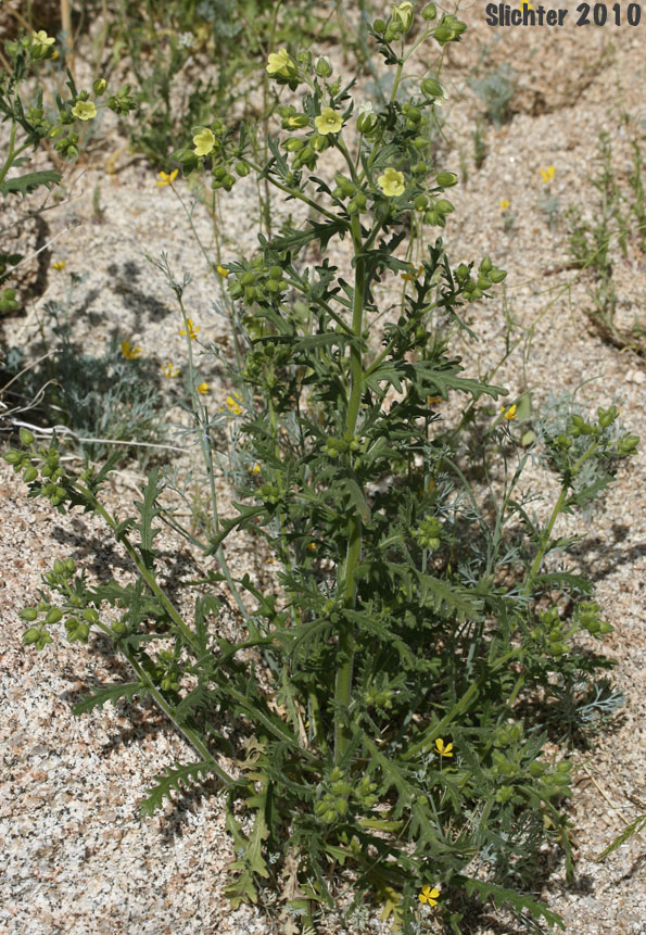 Whisperingbells, Whispering Bells: Emmenanthe penduliflora var. penduliflora