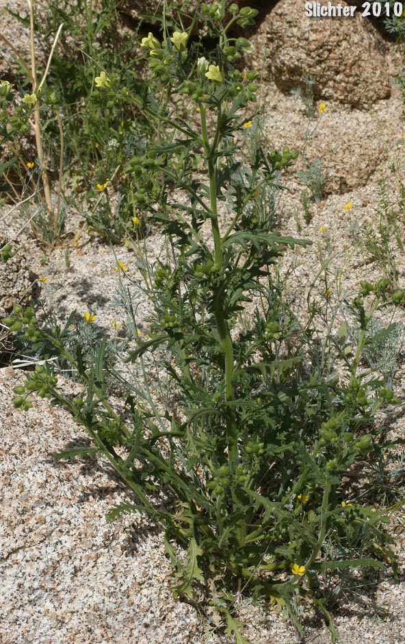 Whisperingbells, Whispering Bells: Emmenanthe penduliflora var. penduliflora