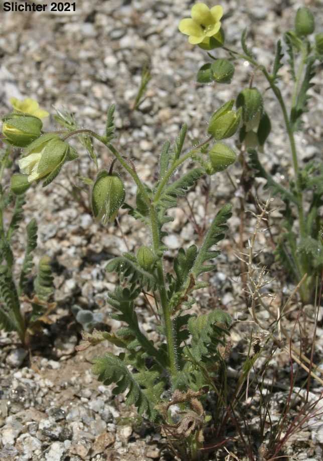 Whisperingbells, Whispering Bells: Emmenanthe penduliflora var. penduliflora