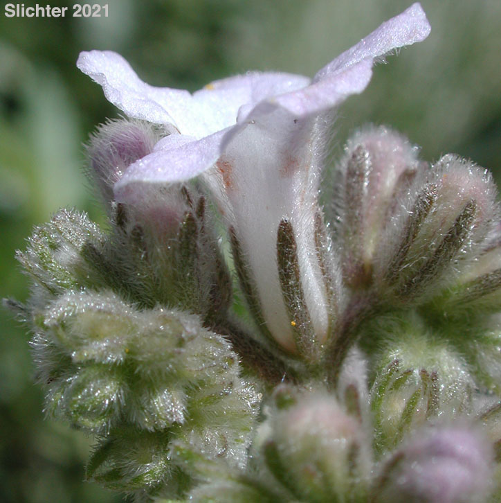 Hairy Yerba Santa, San Diego Yerba Santa: Eriodictyon trichocalyx var. lanatum (Synonyms: Eriodictyon californicum var. lanatum, Eriodictyon lanatum)