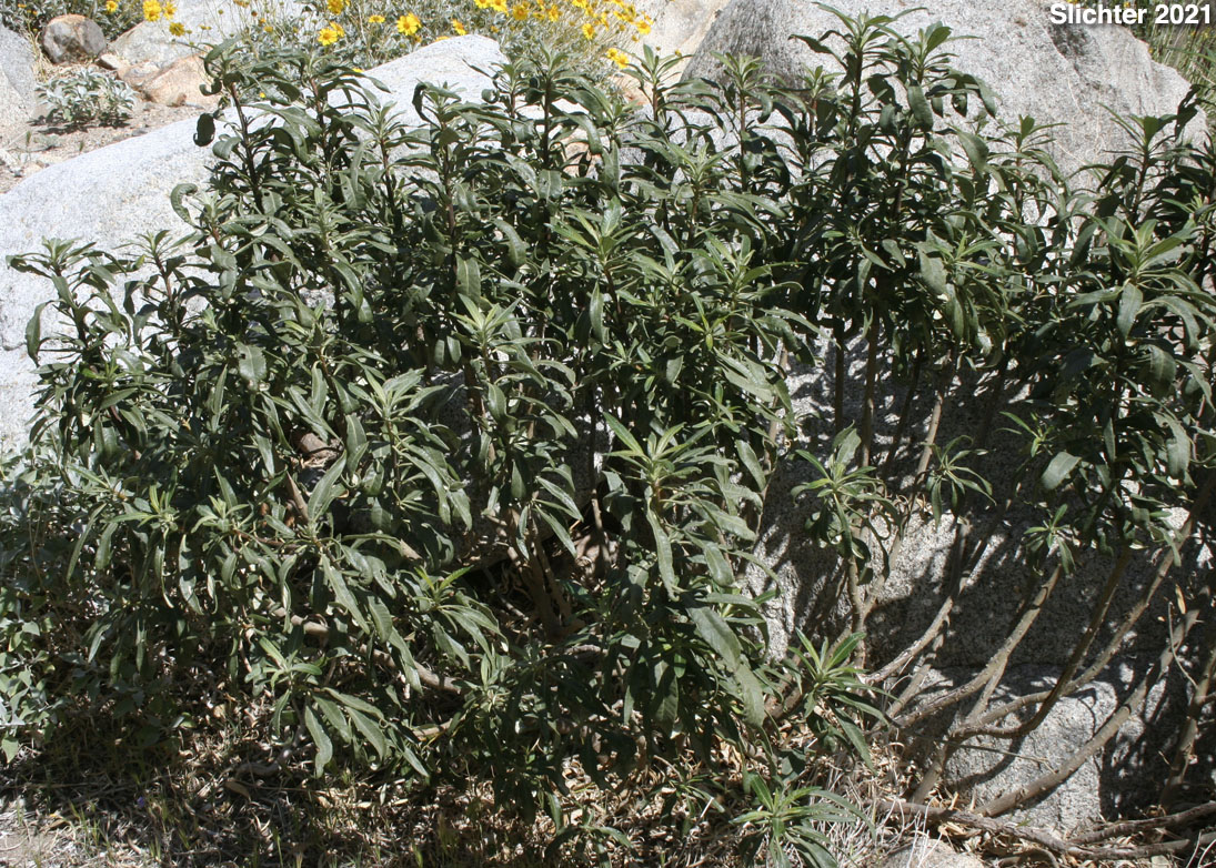 Hairy Yerba Santa, San Diego Yerba Santa: Eriodictyon trichocalyx var. lanatum (Synonyms: Eriodictyon californicum var. lanatum, Eriodictyon lanatum)