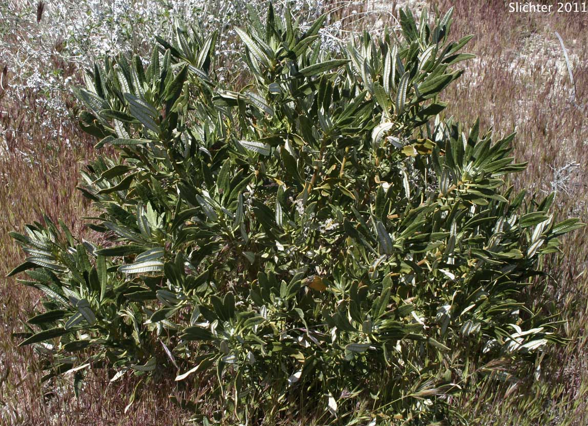 Hairy Yerba Santa, San Diego Yerba Santa: Eriodictyon trichocalyx var. lanatum (Synonyms: Eriodictyon californicum var. lanatum, Eriodictyon lanatum)