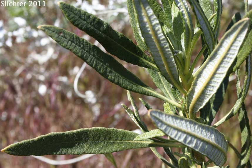 Hairy Yerba Santa, San Diego Yerba Santa: Eriodictyon trichocalyx var. lanatum (Synonyms: Eriodictyon californicum var. lanatum, Eriodictyon lanatum)