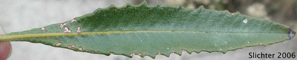 lanatum03-31-2006