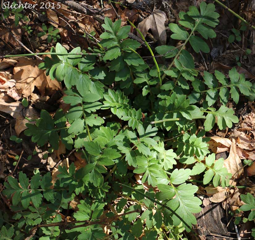 Basal leaf rosette of Western Waterleaf: Hydrophyllum occidentale