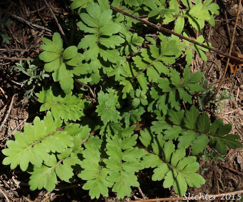Basal leaf rosette of Western Waterleaf: Hydrophyllum occidentale