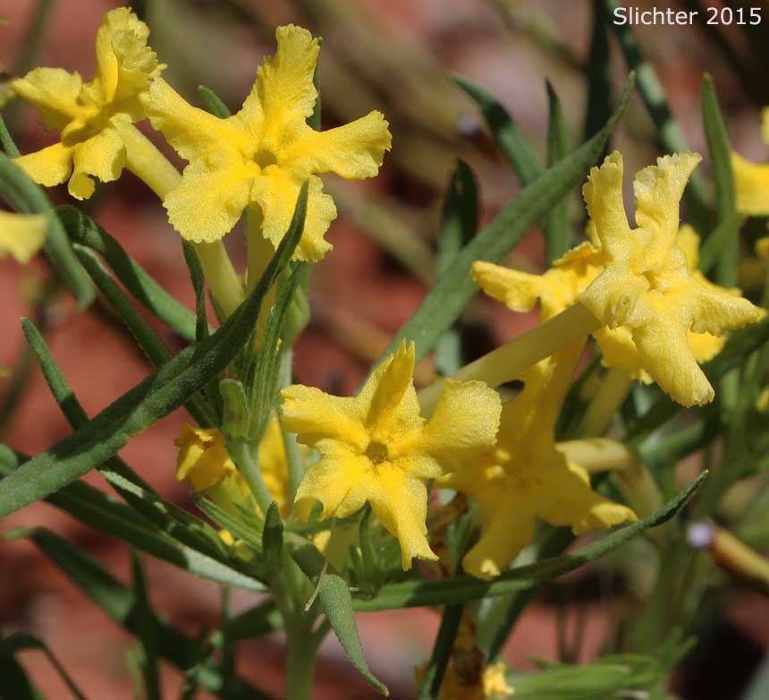 Fringed Gromwell, Narrowleaf Gromwell, Narrowleaf Puccoon, Narrowleaf Stoneseed, Trumpet Stoneseed: Lithospermum incisum (Synonyms: Batschia linearifolia, Lithospermum angustifolium, Lithospermum linearifolium, Lithospermum mandanense)