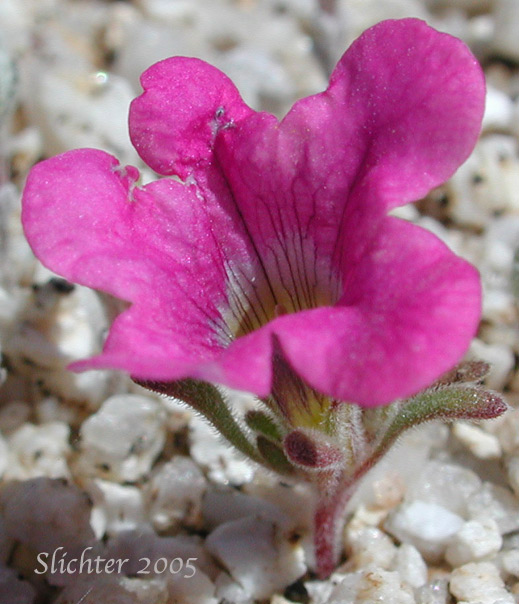 Desert Purple Mat, Purple Mat, Purplemat: Nama demissa var. demissa (Synonym: Nama demissa var. deserti)