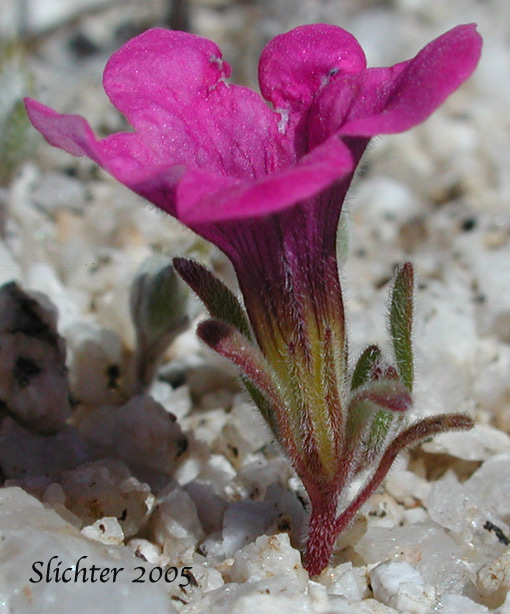 Desert Purple Mat, Purple Mat, Purplemat: Nama demissa var. demissa (Synonym: Nama demissa var. deserti)