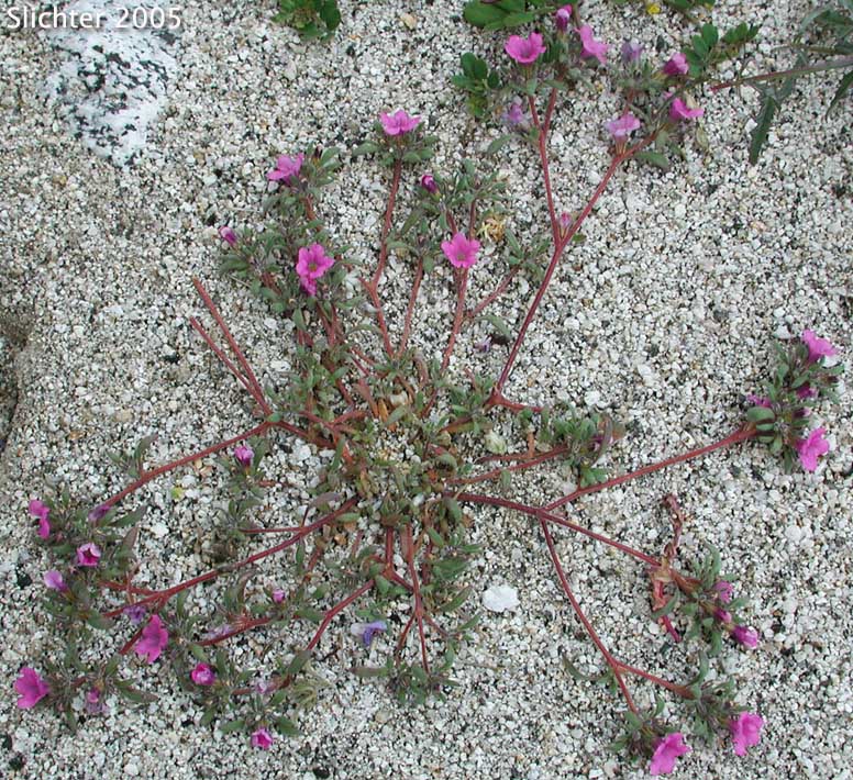 Desert Purple Mat, Purple Mat, Purplemat: Nama demissa var. demissa (Synonym: Nama demissa var. deserti)