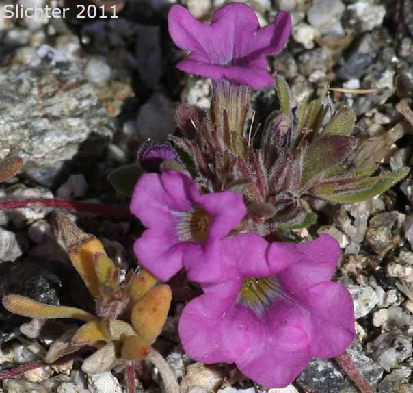 Desert Purple Mat, Purple Mat, Purplemat: Nama demissa var. demissa (Synonym: Nama demissa var. deserti)