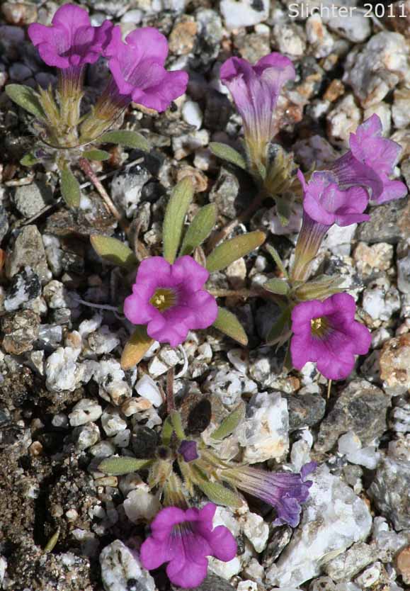 Desert Purple Mat, Purple Mat, Purplemat: Nama demissa var. demissa (Synonym: Nama demissa var. deserti)