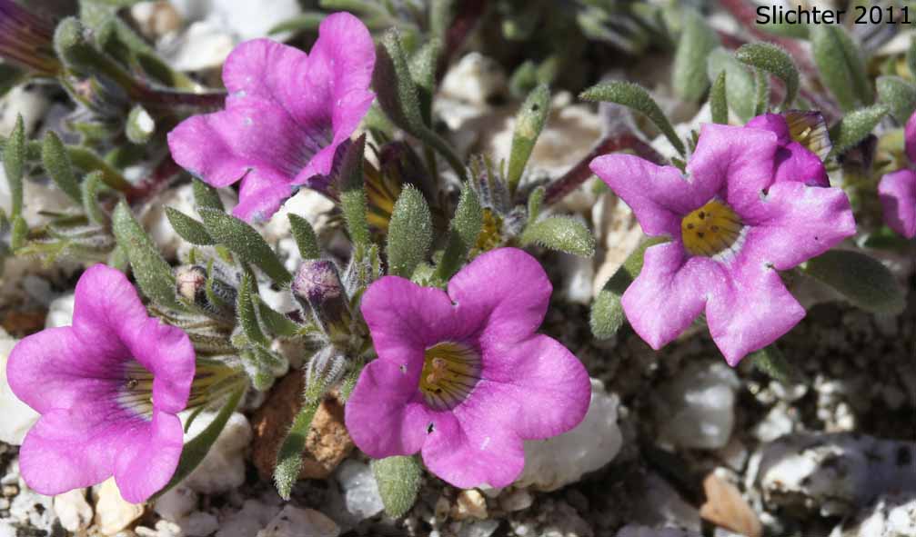 Desert Purple Mat, Purple Mat, Purplemat: Nama demissa var. demissa (Synonym: Nama demissa var. deserti)