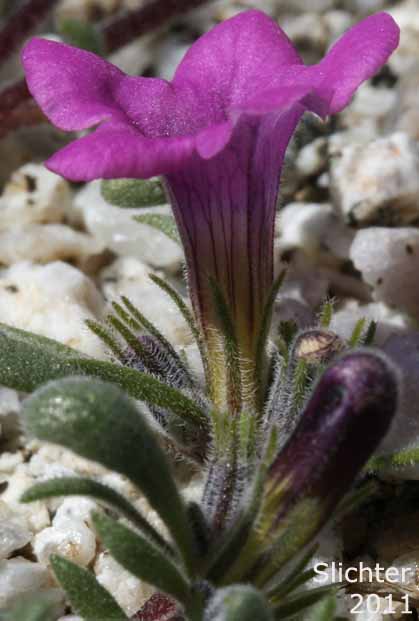 Desert Purple Mat, Purple Mat, Purplemat: Nama demissa var. demissa (Synonym: Nama demissa var. deserti)