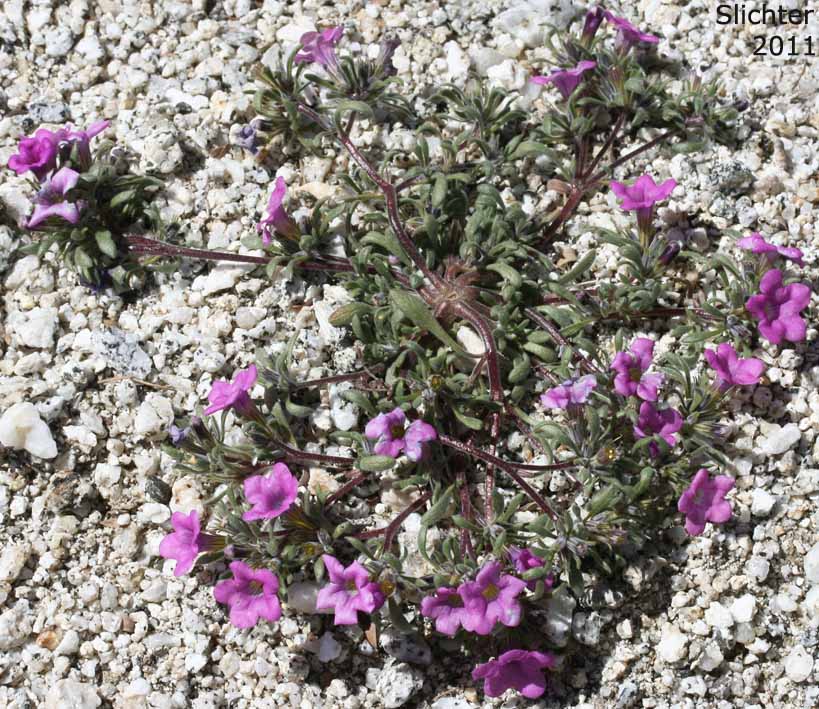 Desert Purple Mat, Purple Mat, Purplemat: Nama demissa var. demissa (Synonym: Nama demissa var. deserti)