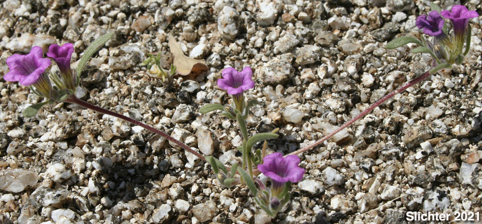 Habitat of Desert Purple Mat, Purple Mat, Purplemat: Nama demissa var. demissa (Synonym: Nama demissa var. deserti)