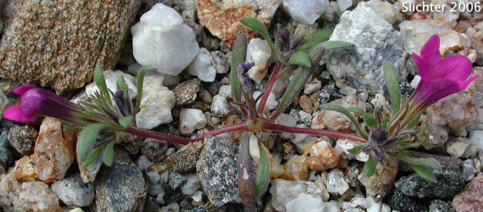 Desert Purple Mat, Purple Mat, Purplemat: Nama demissa var. demissa (Synonym: Nama demissa var. deserti)